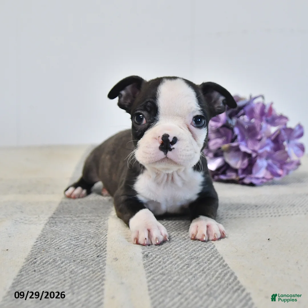 Boston Terrier dogs for sale: Hazel - Ad 1