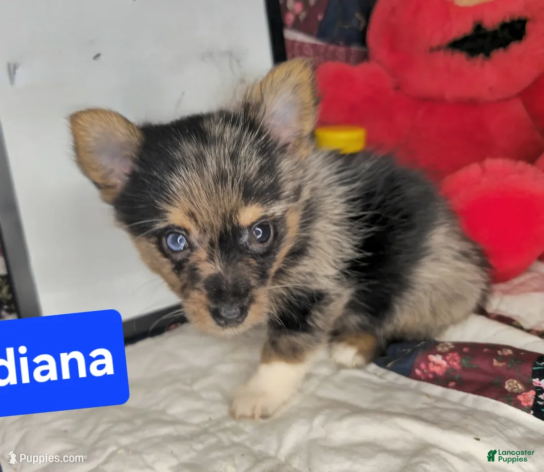 Mixed Breed dogs for sale: Indianna Jones M (Merle) - Ad 4