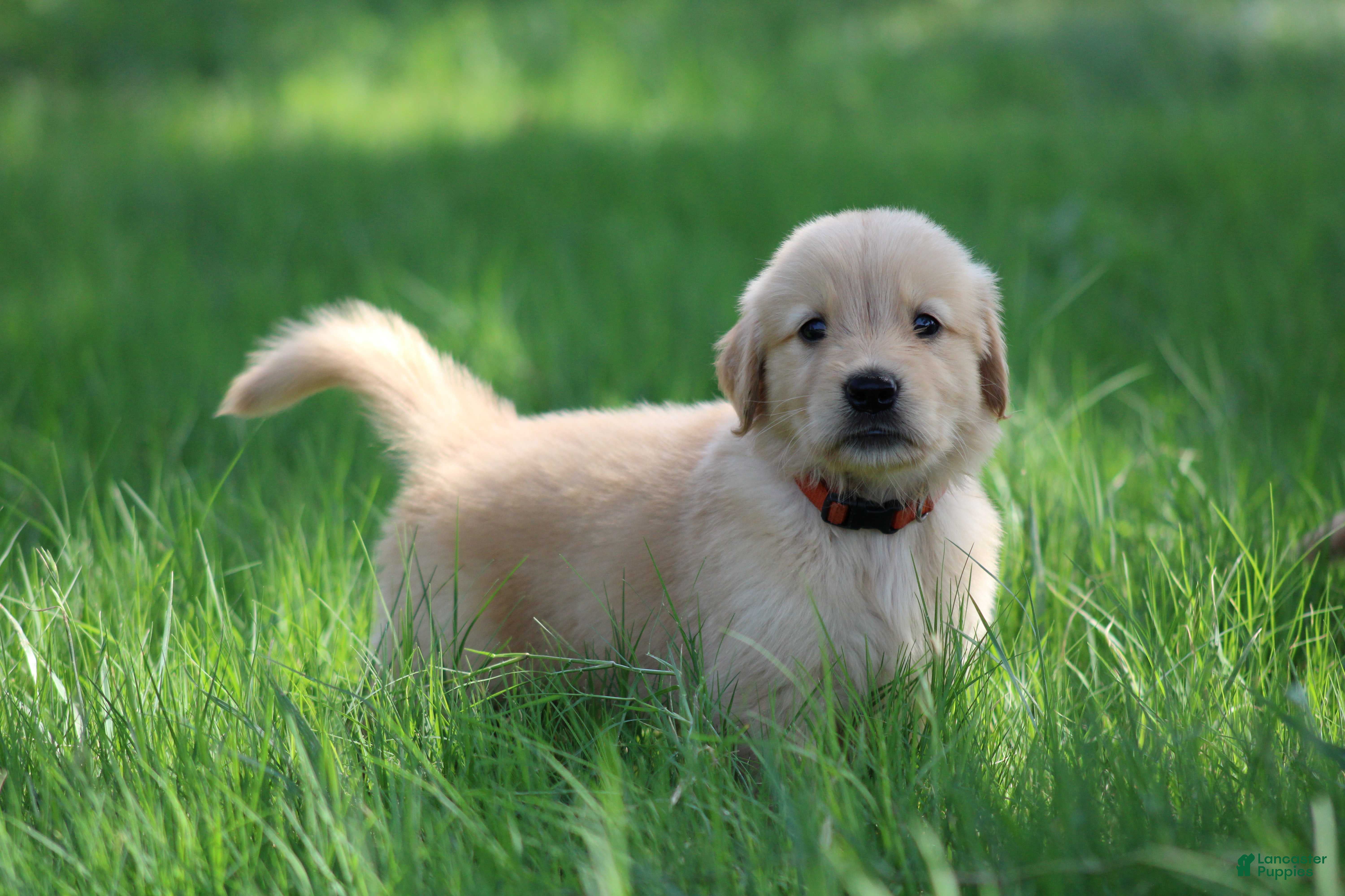 Golden Retriever dogs Jasper - Ad 2