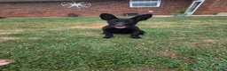 German Shepherd dogs for sale: German Shepherd 4 - Ad 1