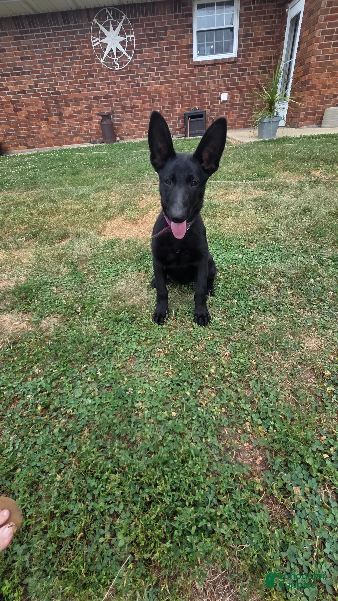 German Shepherd dogs for sale: German Shepherd 4 - Ad 1