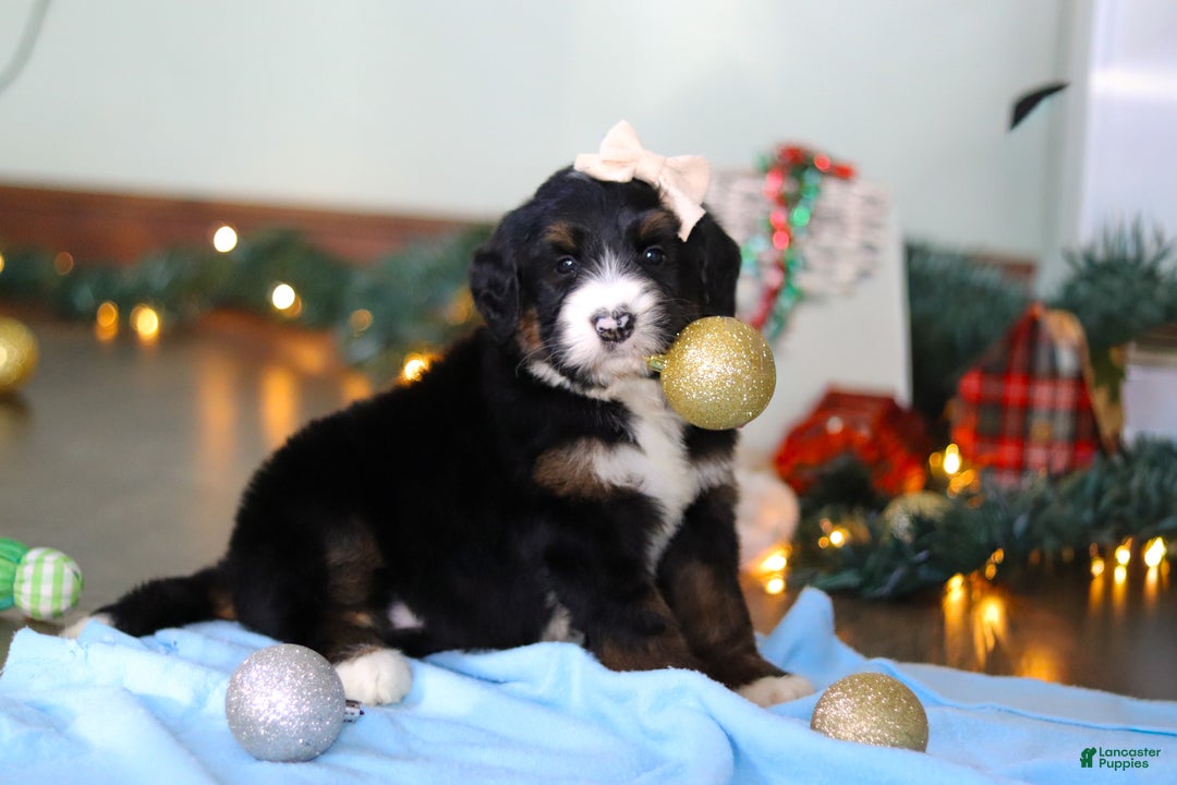 Bernedoodle dogs for sale: Star - Ad 3