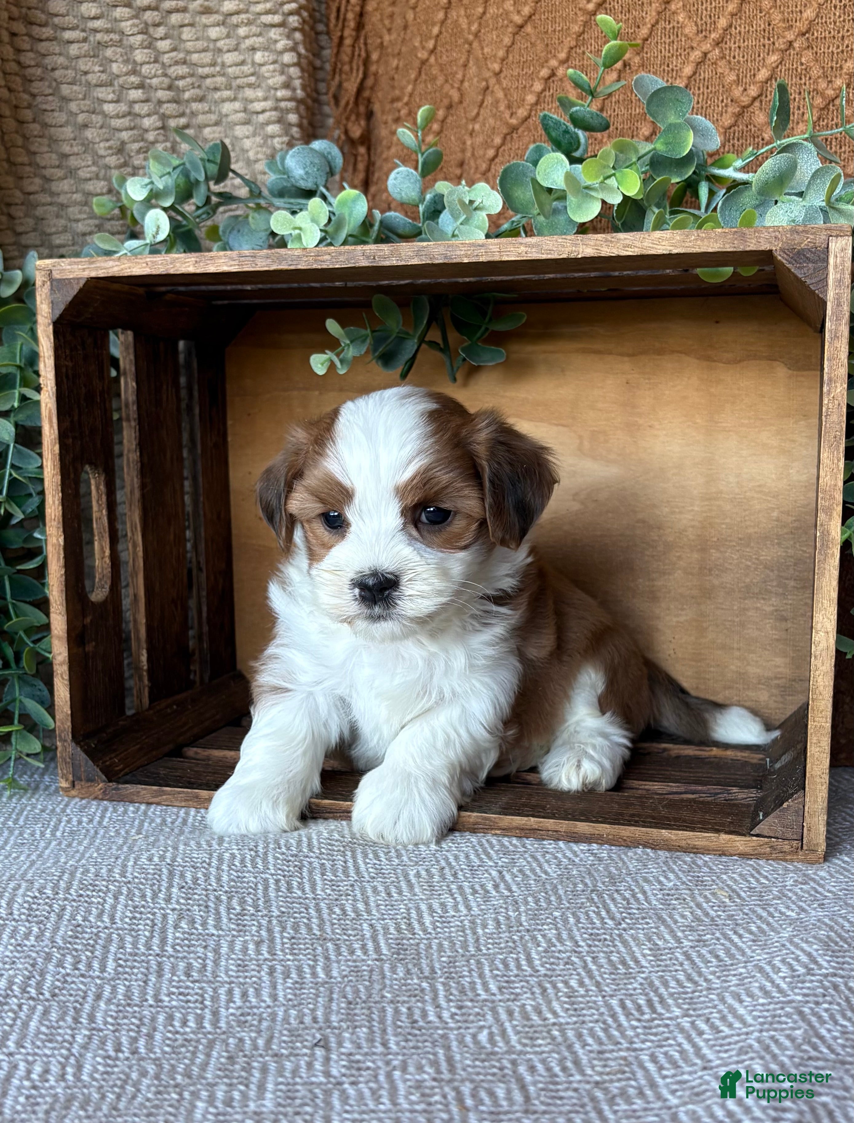 Havanese dogs Cooper  - Ad 1