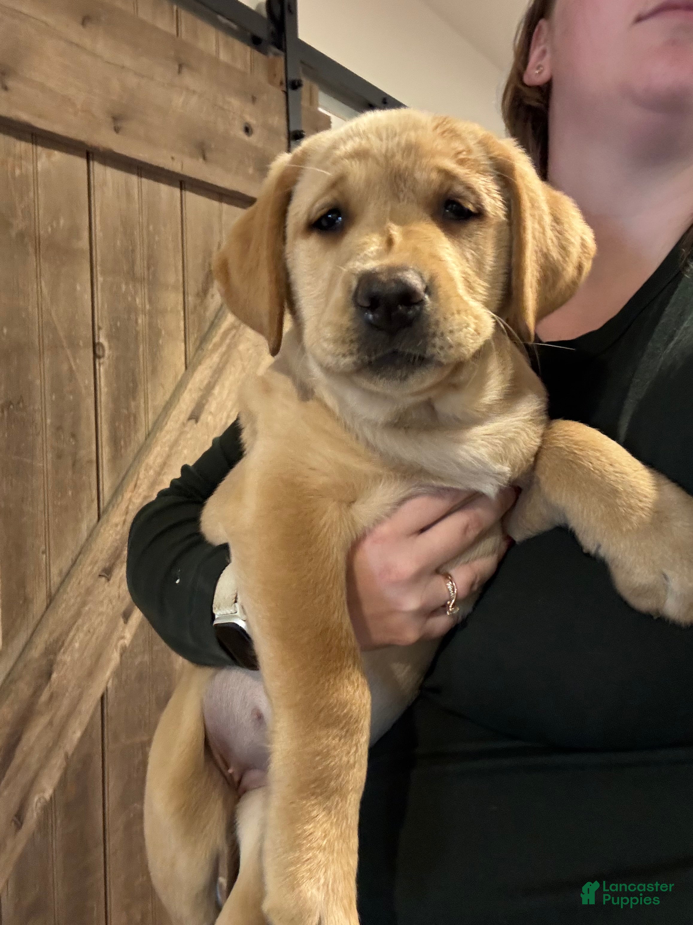 Labrador Retriever dogs Joy- Pink collar - Ad 4