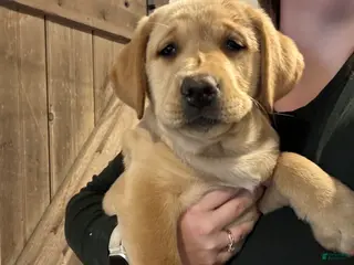 Labrador Retriever dogs Joy- Pink collar - Ad 11