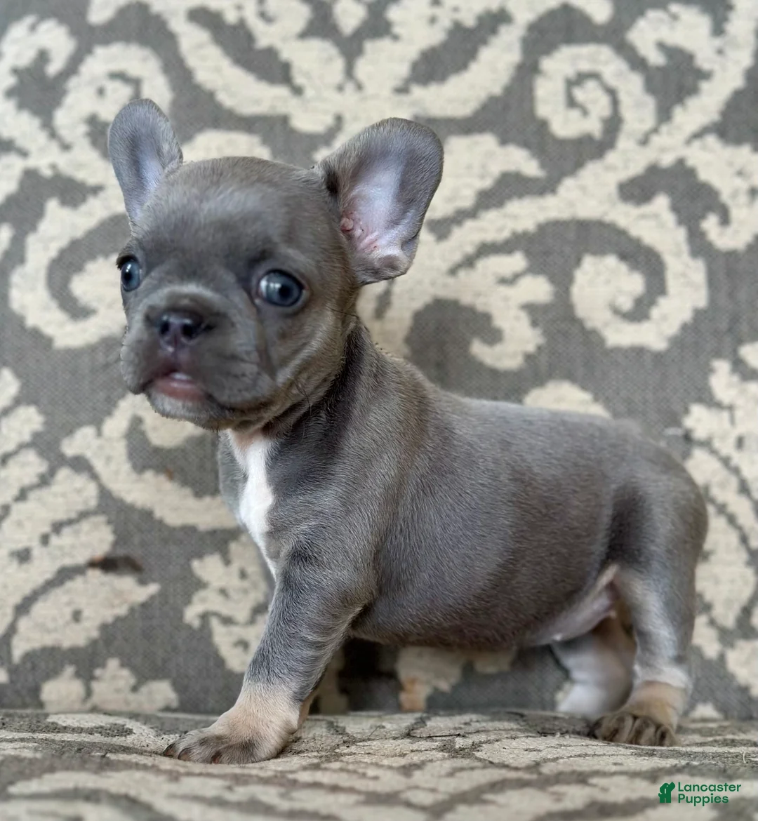 French Bulldog dogs for sale: Miss Violet - Ad 2