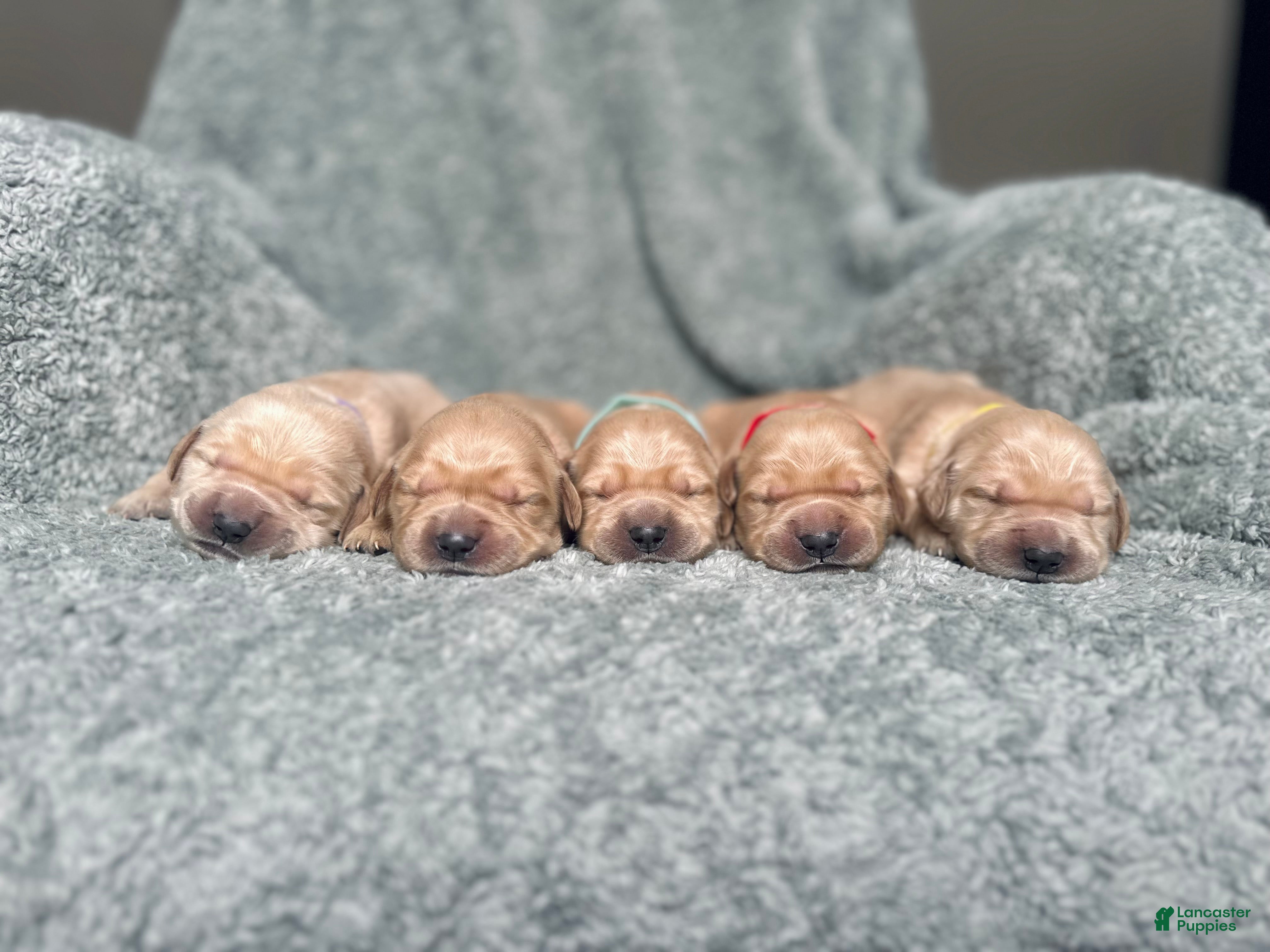 Golden Retriever dogs Golden Retriever Puppy 1 - Ad 6