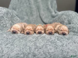 Golden Retriever dogs Golden Retriever Puppy 1 - Ad 6