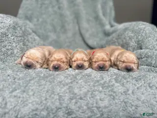 Golden Retriever dogs Golden Retriever Puppy 1 - Ad 25