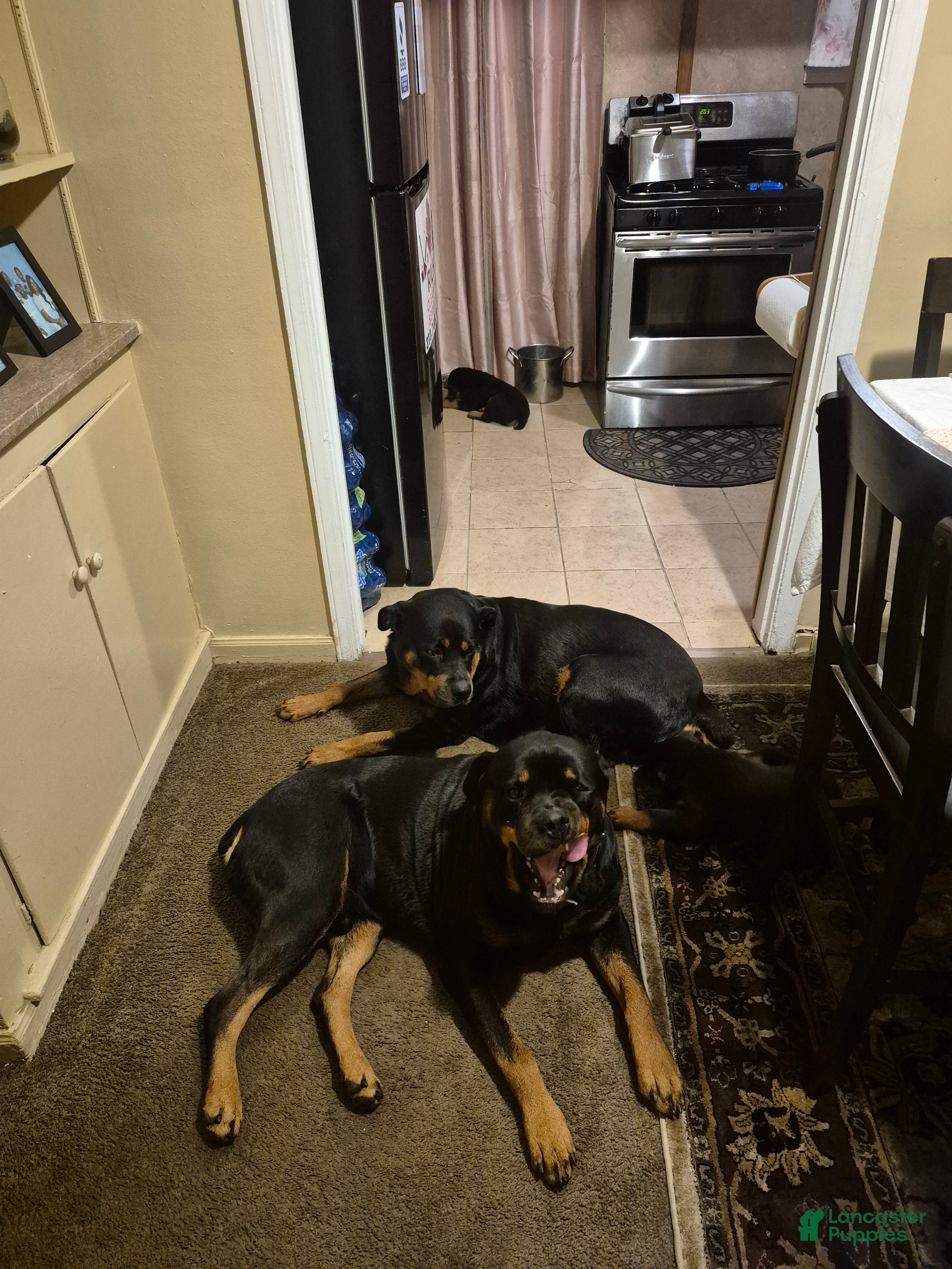 Rottweiler dogs for sale: Rottweiler 2 - Ad 1