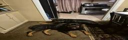 Rottweiler dogs for sale: Rottweiler 2 - Ad 1