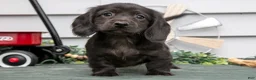 Miniature Dachshund dogs for sale: Iris - Ad 3