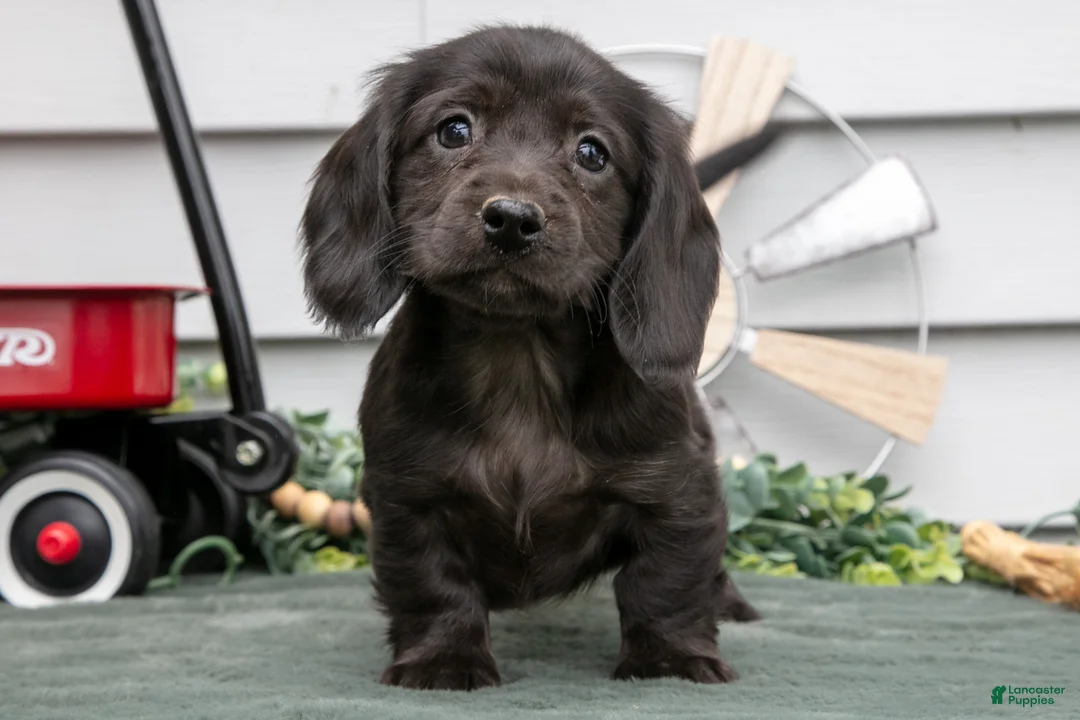 Miniature Dachshund dogs for sale: Iris - Ad 3