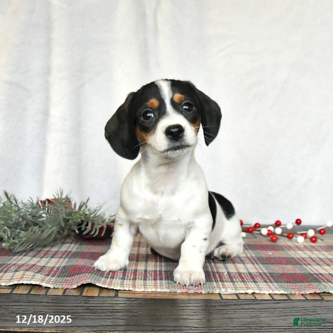 Miniature Dachshund dogs for sale: Sadie - Ad 2