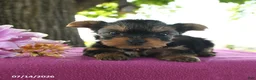 Yorkshire Terrier dogs for sale: Tessy - Ad 4