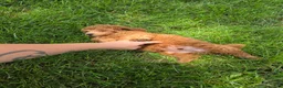Mixed Breed dogs for sale: Nugget - Ad 6