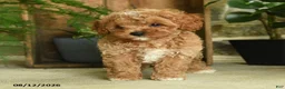 Cavapoo dogs for sale: Jasper - Ad 2