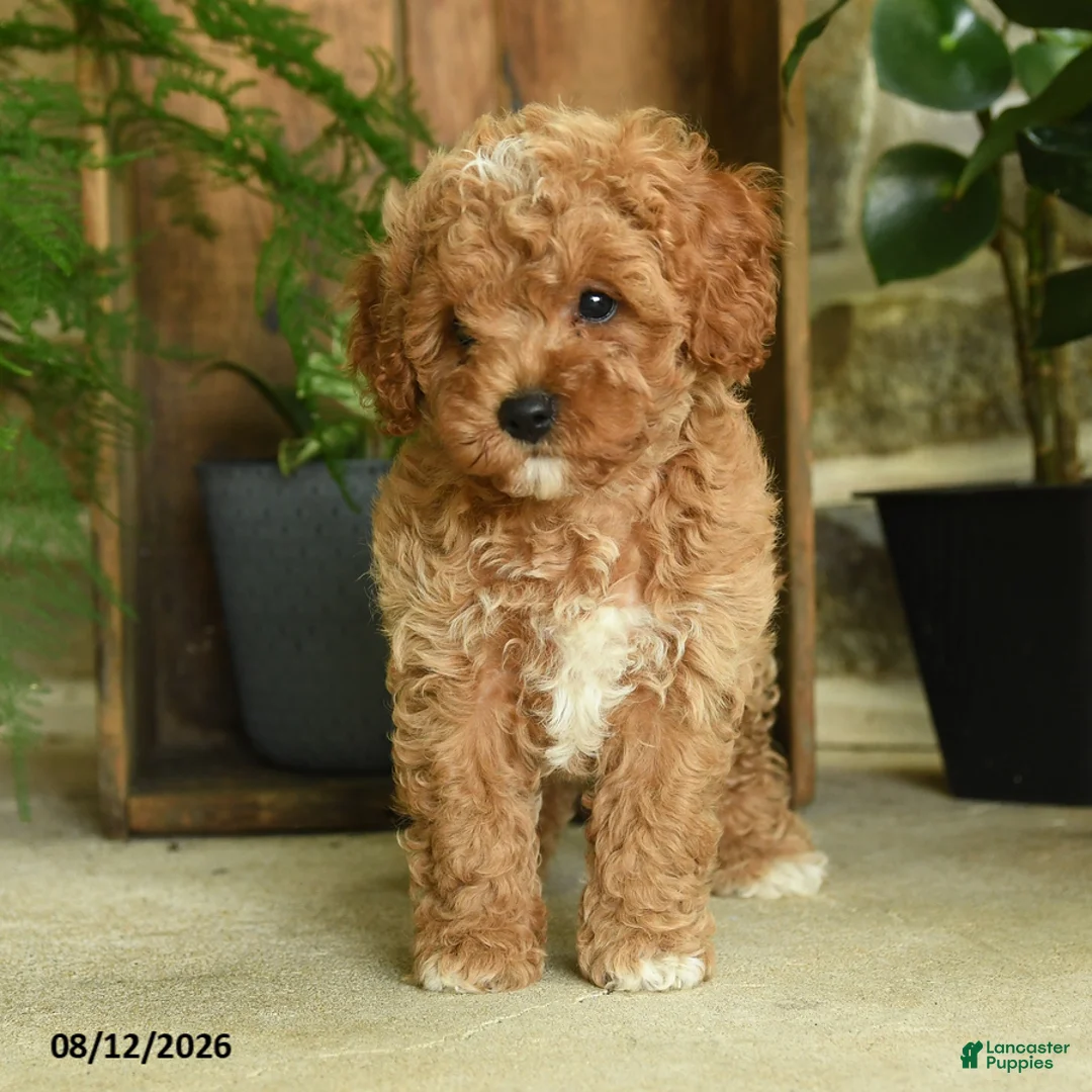 Cavapoo dogs for sale: Jasper - Ad 2