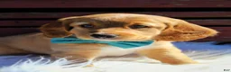 Mixed Breed dogs for sale: Copper - Ad 5