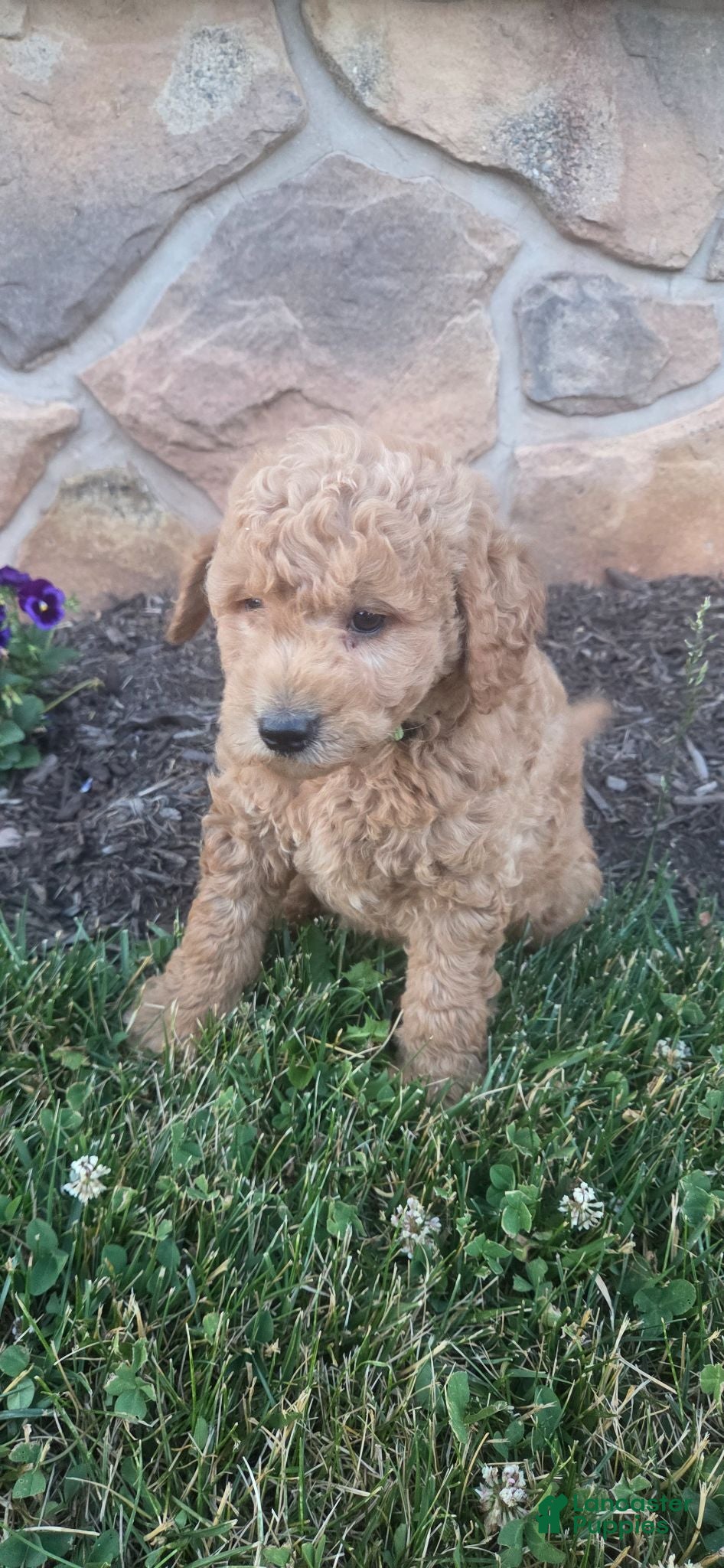 Goldendoodle dogs GOLDIE - Ad 2