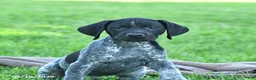 German Shorthaired Pointer dogs for sale: Rocky - Ad 3