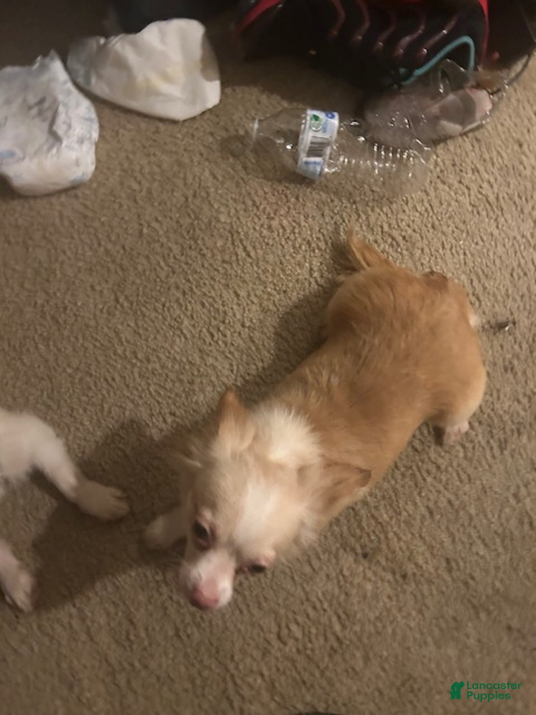 Pomchi dogs for sale: Pomchi Puppy 2 - Ad 5