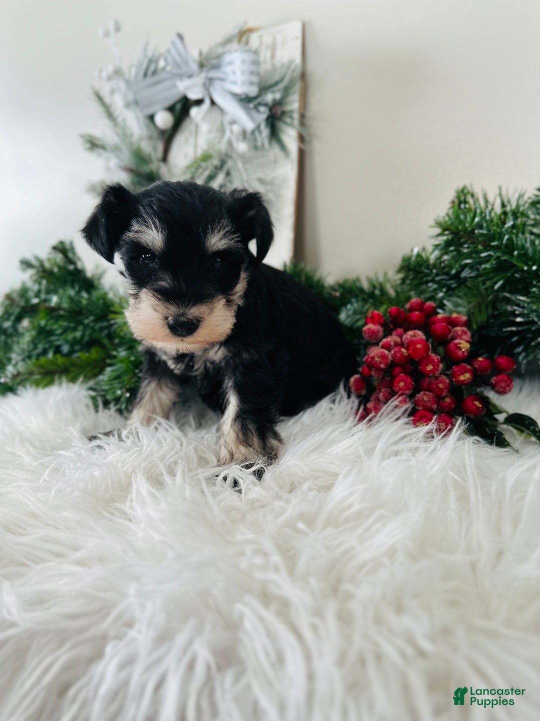 Miniature Schnauzer dogs for sale: Brody - Ad 6