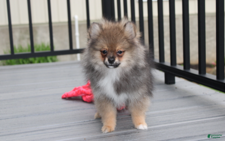 Pomeranian dogs Casper  - Ad 2