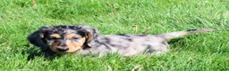 Miniature Dachshund dogs for sale: Chase - Ad 5
