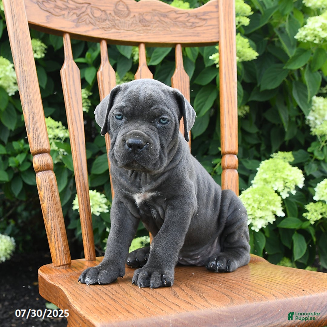 Cane Corso dogs for sale: Sugar - Ad 8