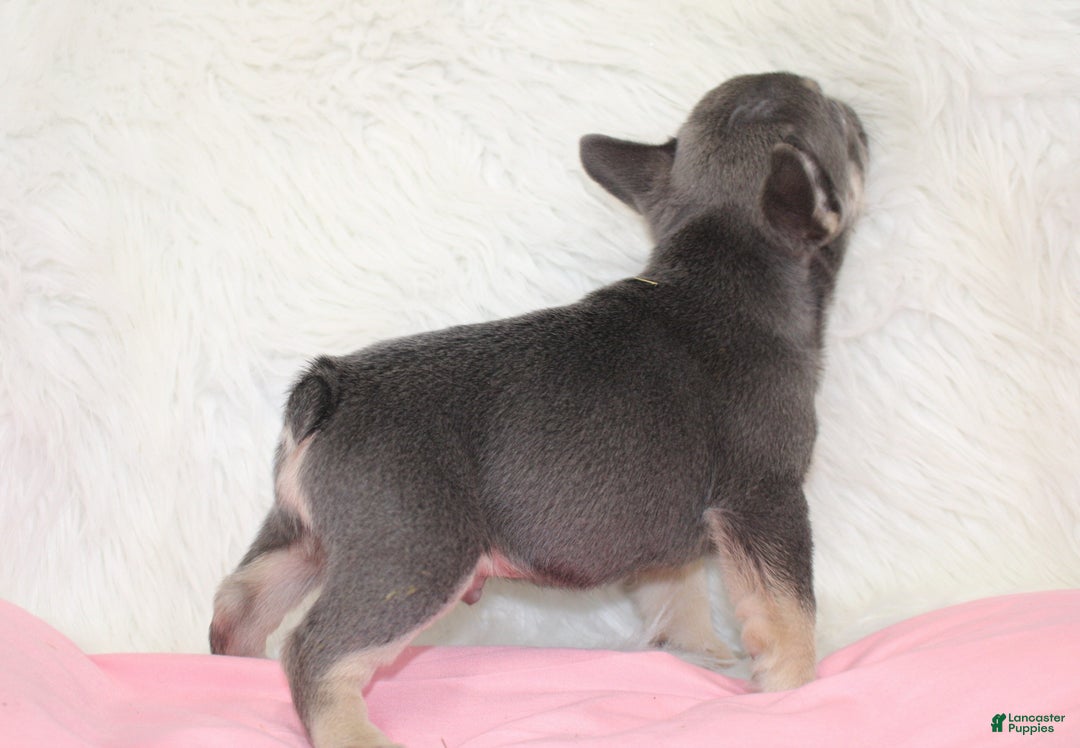 Mixed Breed dogs for sale: Ty - Ad 10