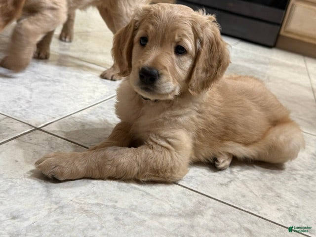 Goldendoodle dogs for sale: Ruth - Ad 1