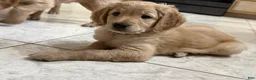 Goldendoodle dogs for sale: Ruth - Ad 1
