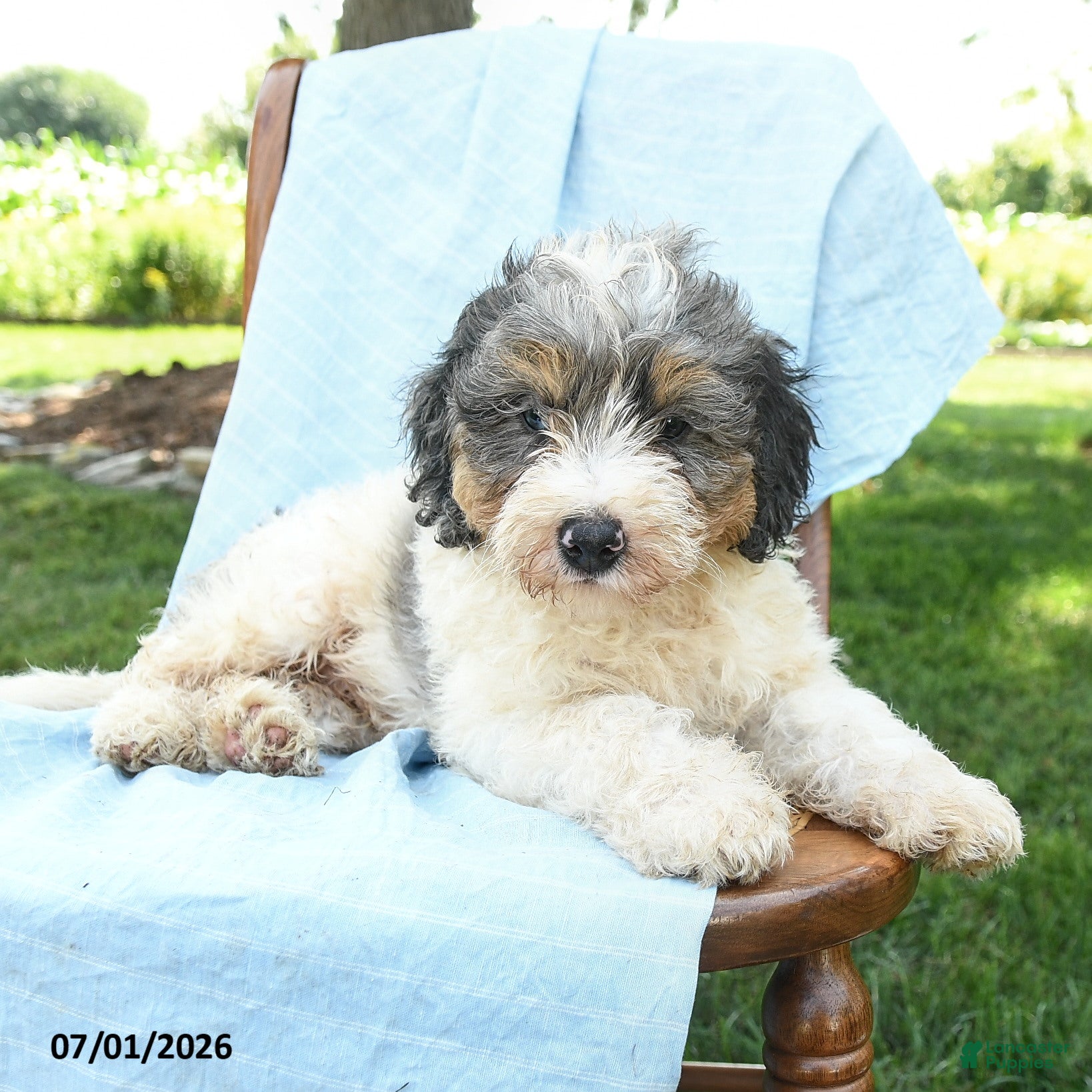Mini Bernedoodle dogs Riot - Ad 2