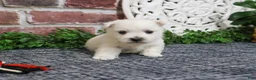 West Highland Terrier dogs for sale: Oliver  - Ad 3