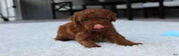 Toy Poodle dogs for sale: Ashton - Ad 10