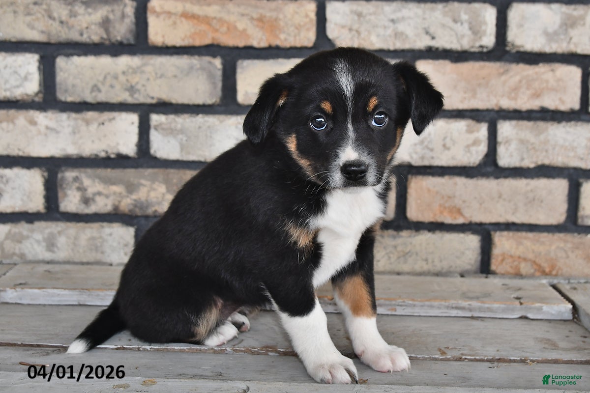 Mixed Breed dogs Charlotte - Ad 2