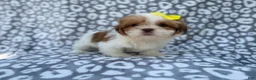 Lhasa Apso dogs for sale: Grace - Ad 8