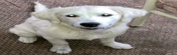 Golden Retriever dogs for sale: Storm - Ad 1