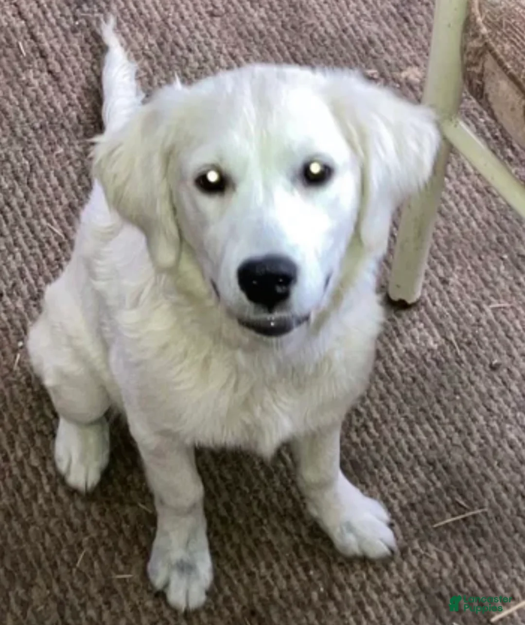 Golden Retriever dogs for sale: Storm - Ad 1