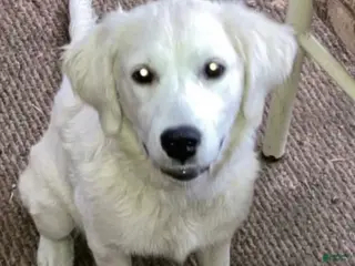Golden Retriever dogs Storm - Ad 36