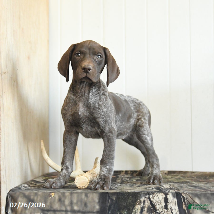 German Shorthaired Pointer dogs Darcy - Ad 1