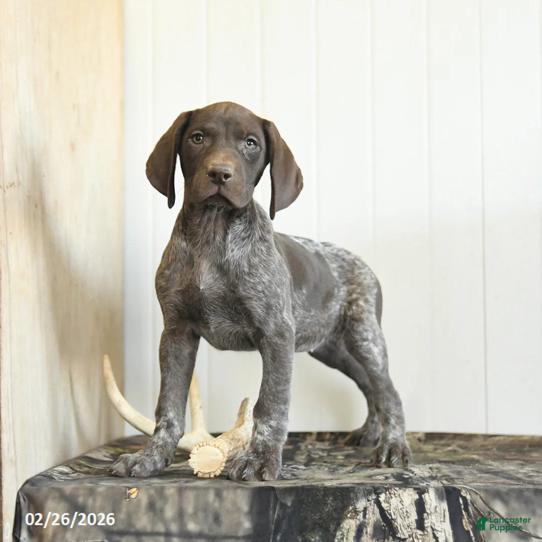 German Shorthaired Pointer dogs for sale: Darcy - Ad 1