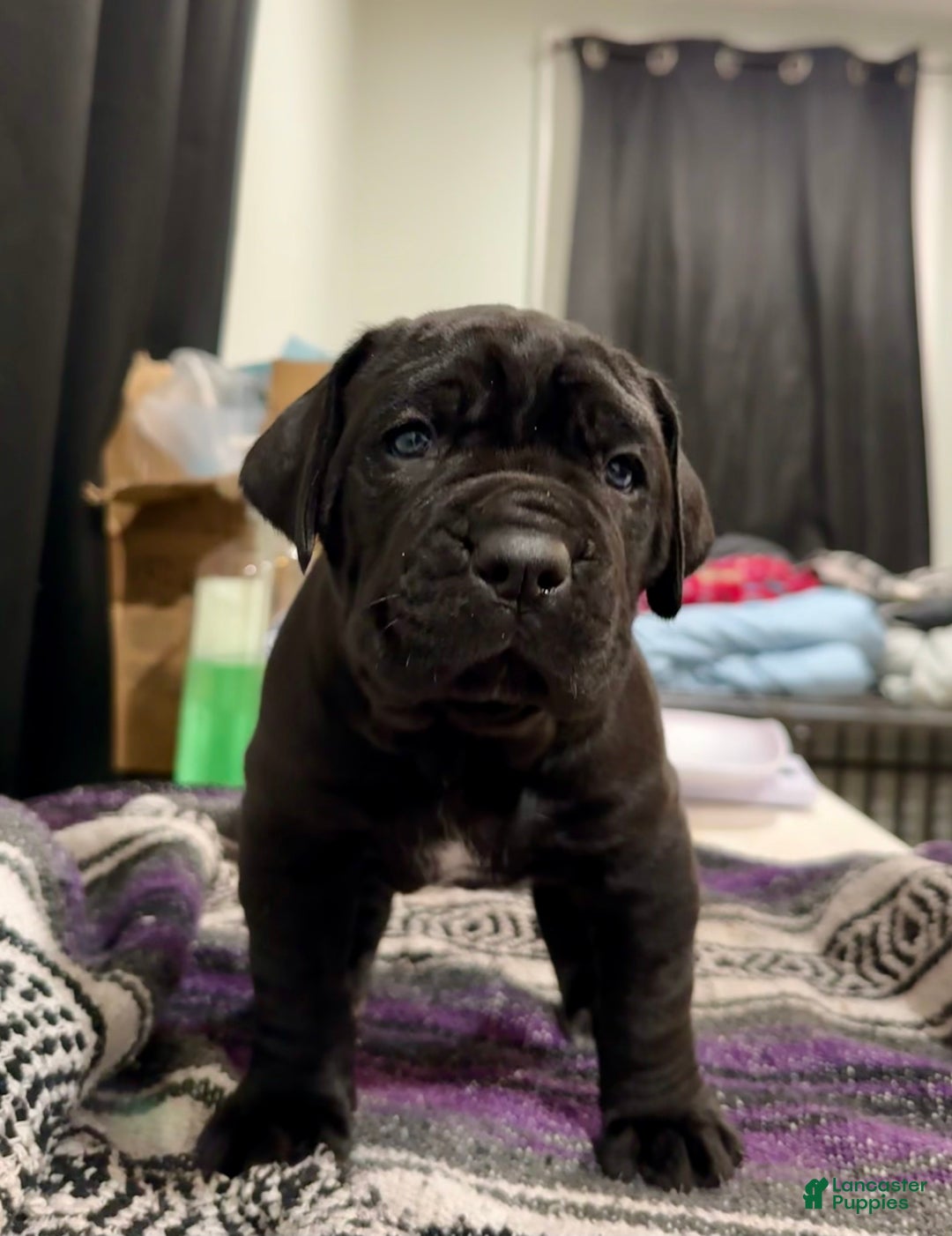 Cane Corso dogs for sale: Siren - Ad 10