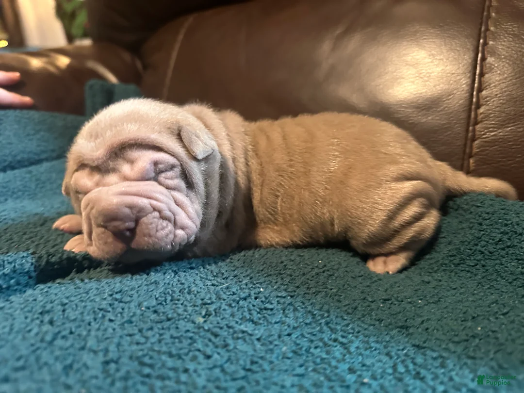 Shar Pei dogs for sale: Romeo - Ad 17