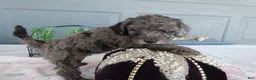 Toy Poodle dogs for sale: Toy Poodle 4 Cloe - Ad 3
