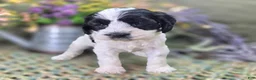 Cockapoo dogs for sale: Puddleduck - Ad 3