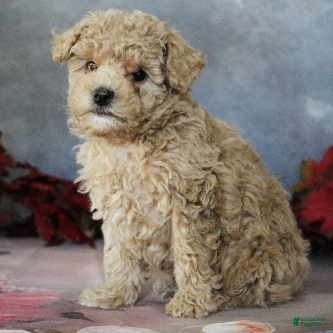 Toy Poodle dogs for sale: Travis - Ad 9