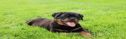 Rottweiler dogs for sale: Buck - Ad 8