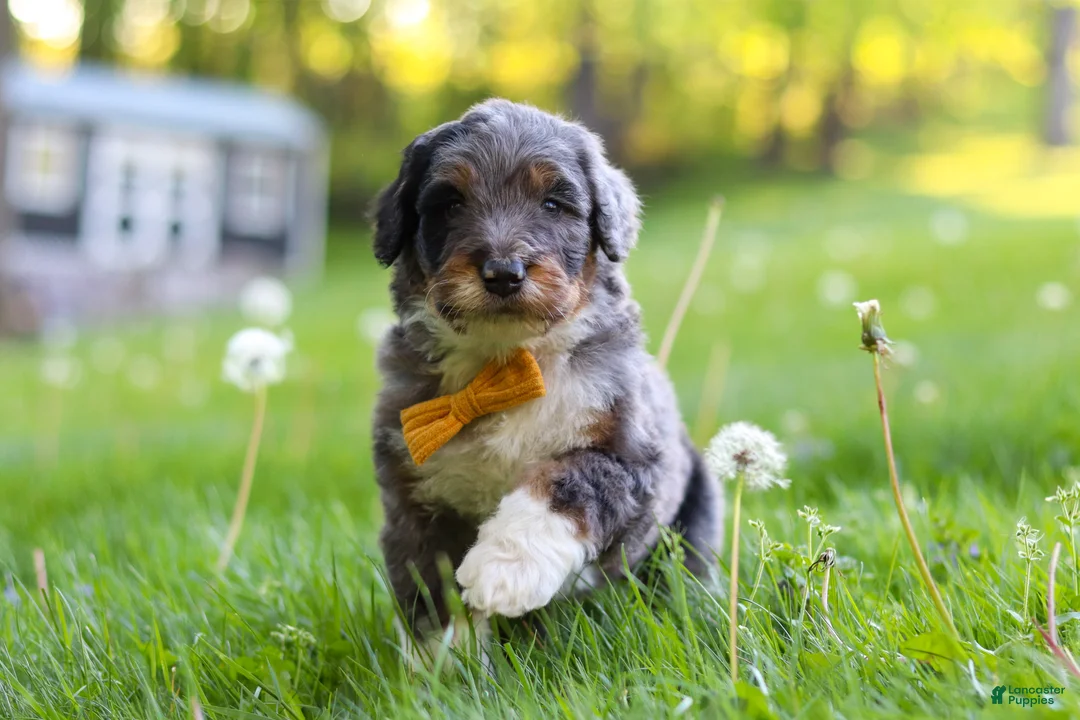 Bernedoodle dogs for sale: Rambo - Ad 1